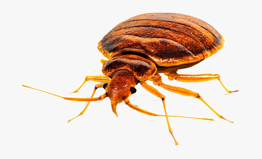 Bed Bug Png Free Download - Bed Bug No Background, Transparent Png, Free Download