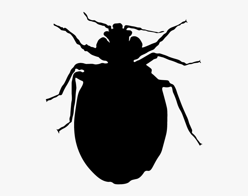 Bed Bug , Png Download - Weevil, Transparent Png, Free Download