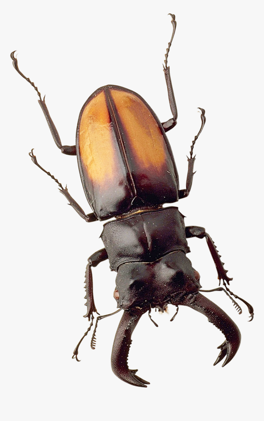 Png Image Purepng Free - Beetle Png, Transparent Png, Free Download