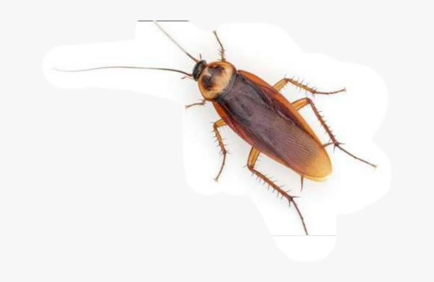 Cockroach,blister Insect,stable Fly - Palmetto Bug Vs Cockroach, HD Png Download, Free Download