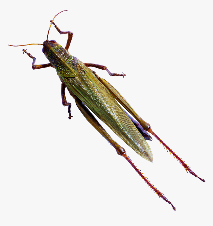 Cricket Bug Png - Caelifera, Transparent Png, Free Download