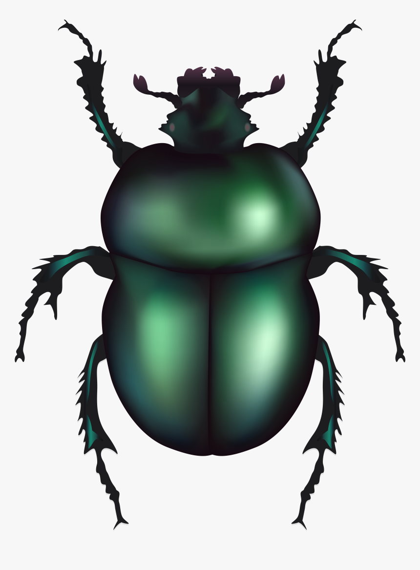 Clip Art Beetle Clip Art, HD Png Download, Free Download