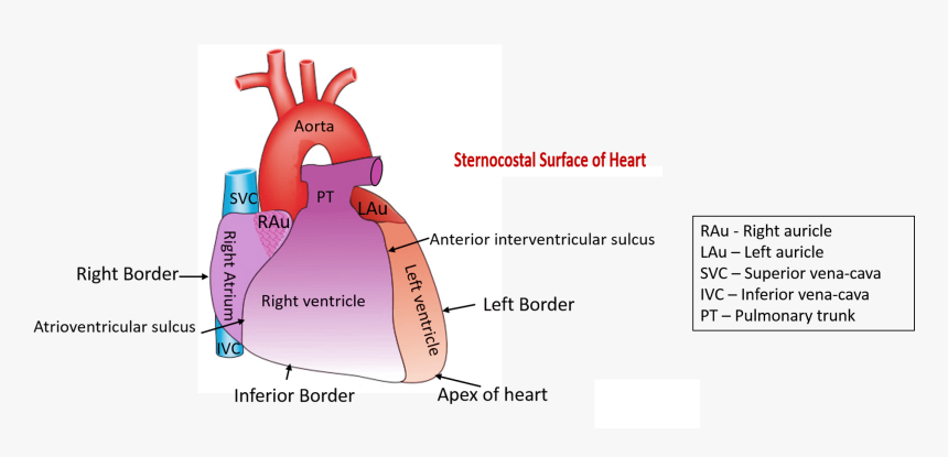 Describe The External Features Of Heart - Borders Of Heart Anatomy, HD Png Download, Free Download