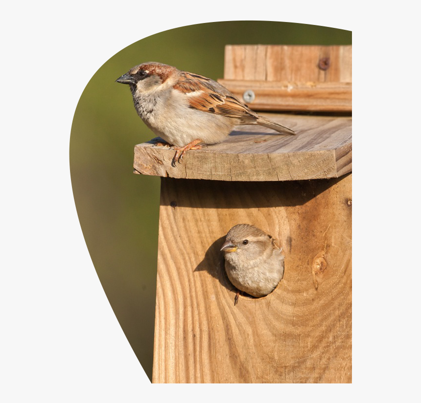 Swamp Sparrow Clipart Singing - House Sparrow, HD Png Download, Free Download