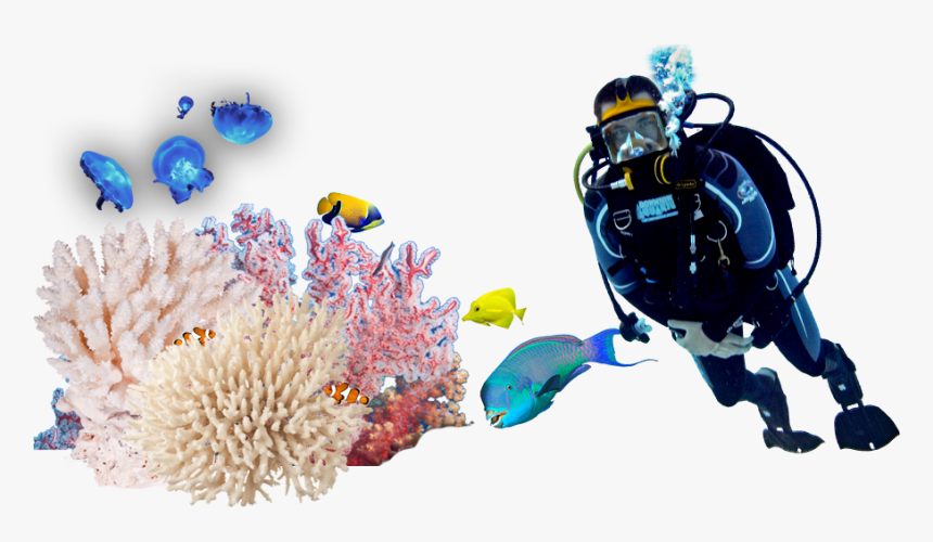 Underwater Diving Png Image Background - Divers Png, Transparent Png, Free Download