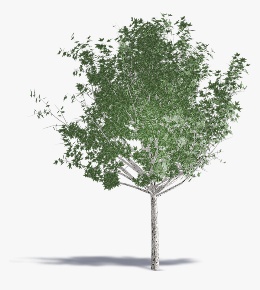 Trident Maple - Trident Maple Tree Png, Transparent Png, Free Download