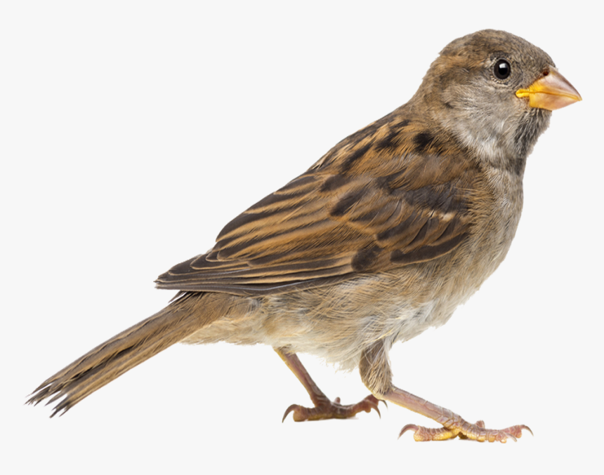 Png Sparrow Transparent Background - Sparrow Png, Png Download, Free Download