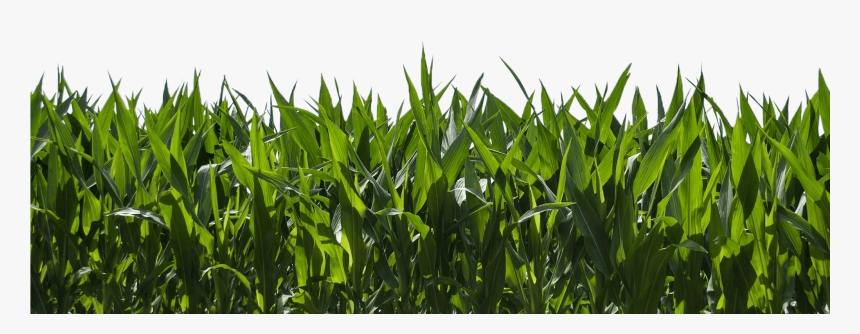 Corn Farm & Blue Sky , Png Download, Transparent Png, Free Download