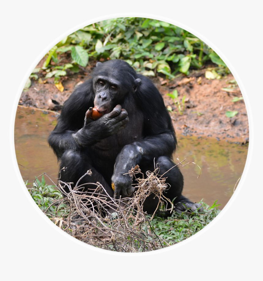Ngo & Humanitarian Aid Case Study Lola Ya Bonobo, HD Png Download