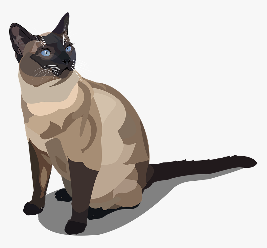 Cat Siam Cat Breed Pet Animal - Cartoon Siamese Cat Png, Transparent Png, Free Download