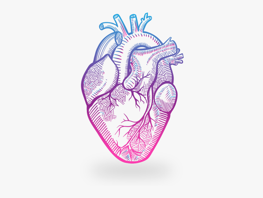 Clip Art Anatomy Transprent Png Free - Heart Drawing Anatomy, Transparent Png, Free Download