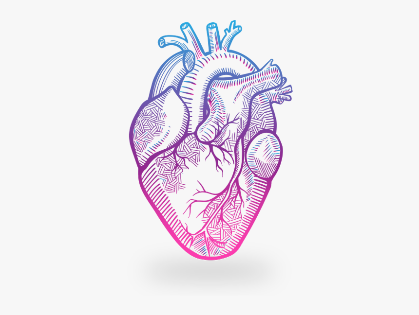 Clip Art Anatomy Transprent Png Free Heart Drawing Anatomy Transparent Png Kindpng