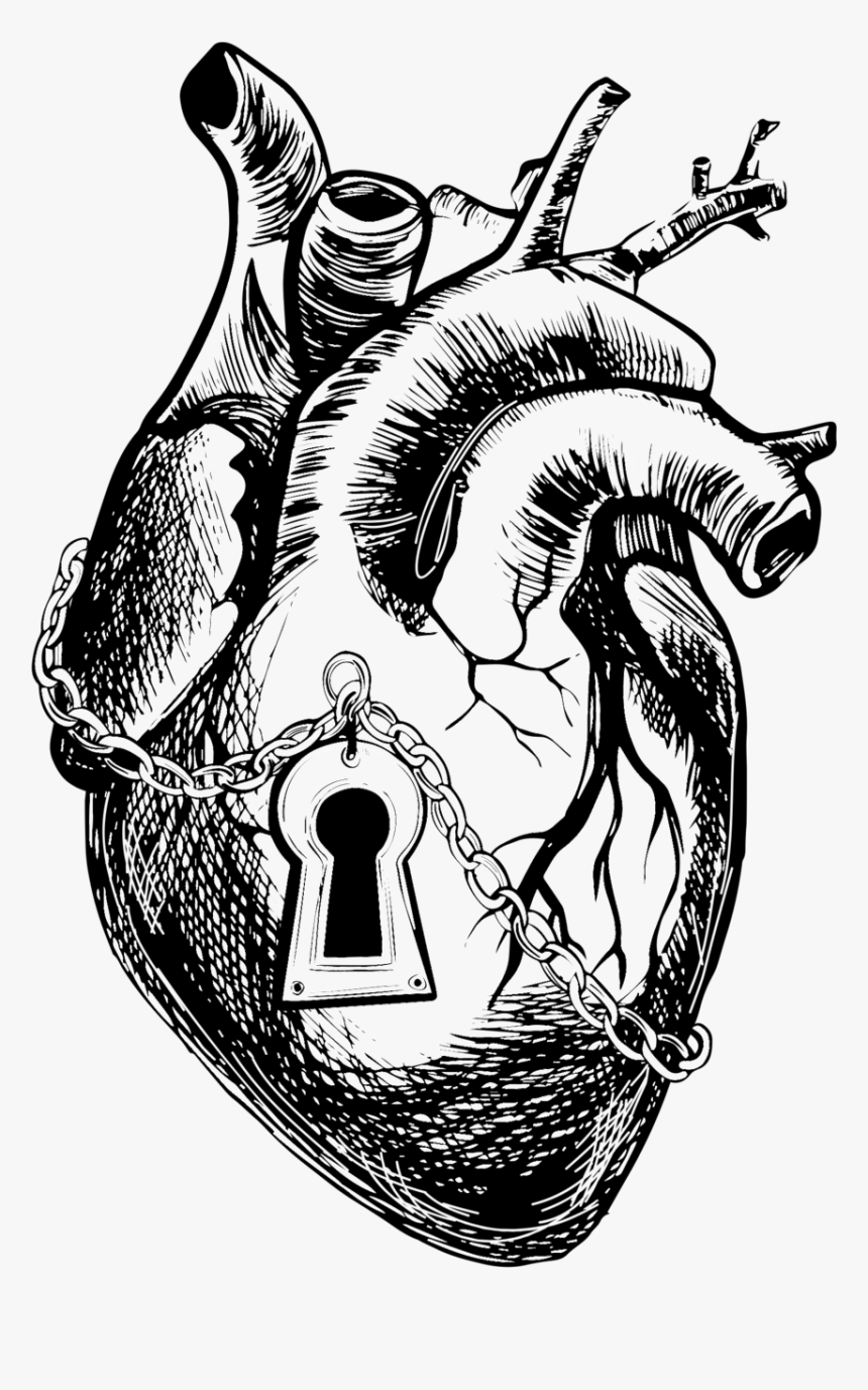 Clip Art Anatomy Heart Drawing Graphics - Transparent Background Anatomical Heart Vector, HD Png Download, Free Download