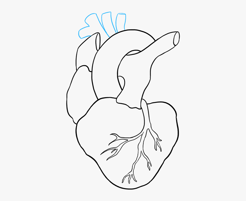 How To Draw Human Heart - Human Heart Drawing, HD Png Download, Free Download