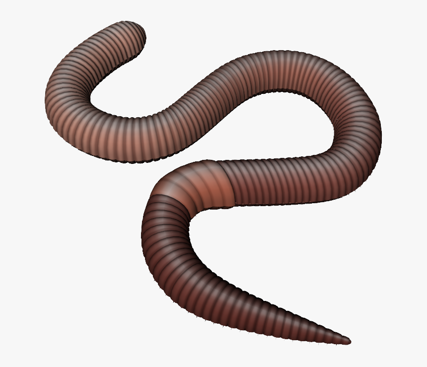 Earthworm Worm Png - Transparent Background Worm Clipart, Png Download, Free Download