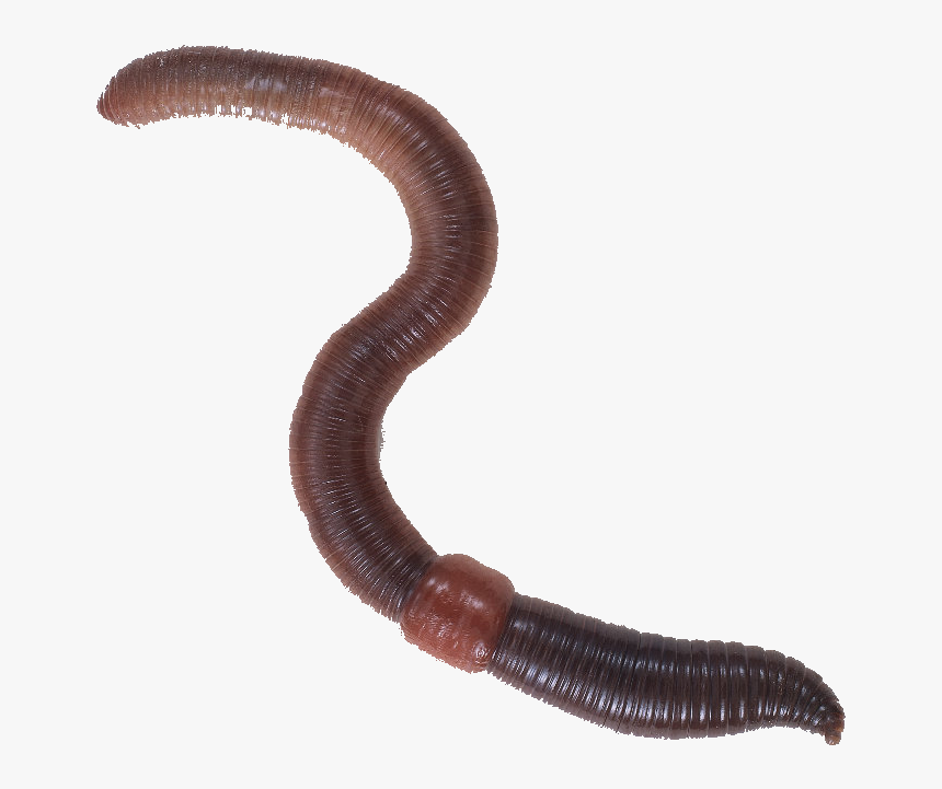 Worm Png 7 » Png Image, Transparent Png, Free Download