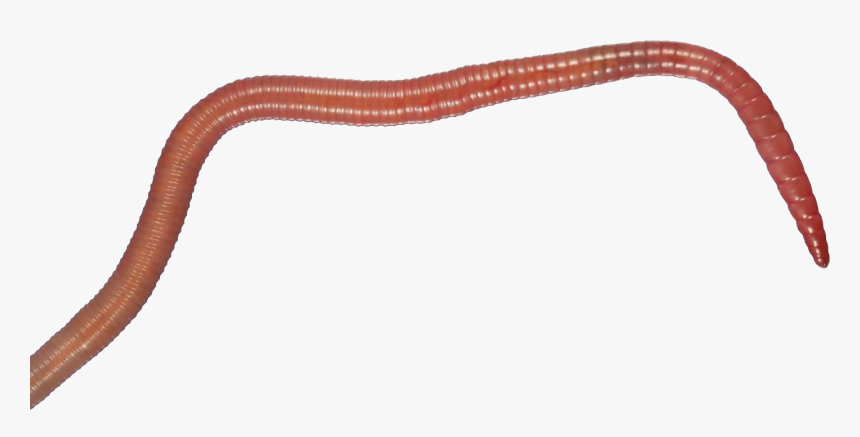 Earthworm Worm Png - Plot, Transparent Png, Free Download