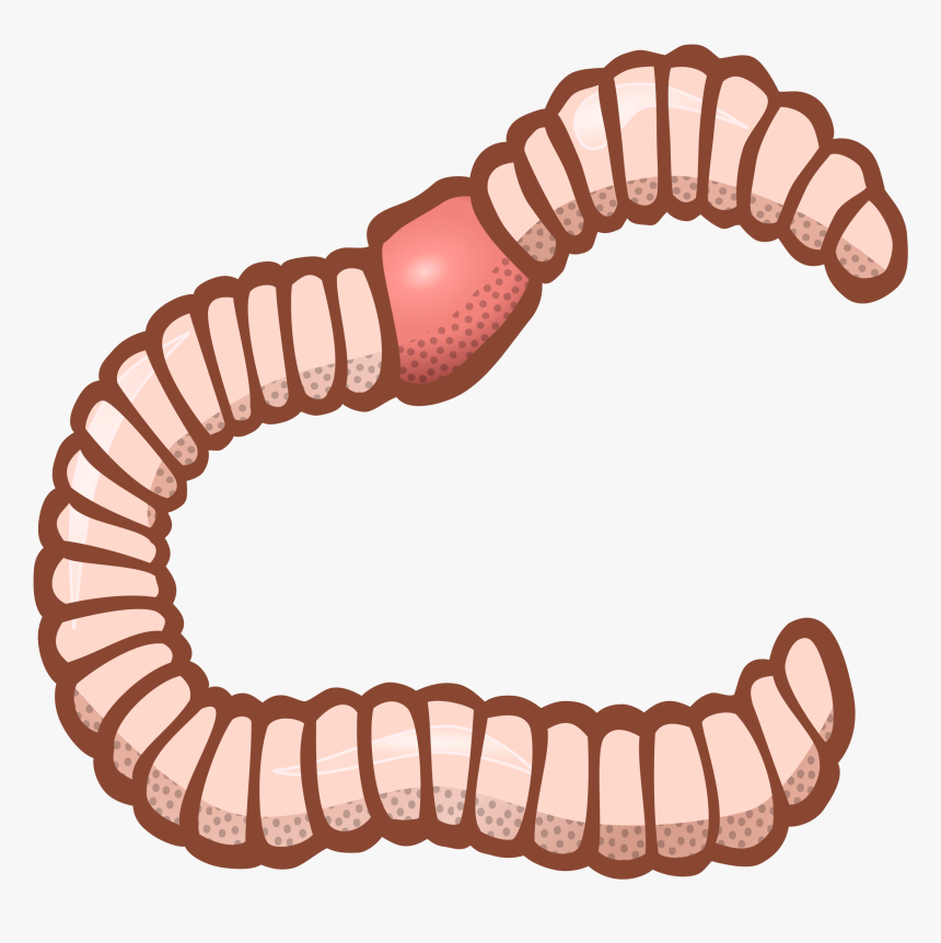 Earthworm Worm Png - Worm Black And White Clipart, Transparent Png, Free Download