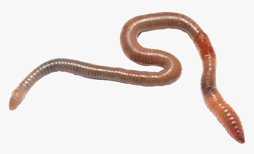 Transparent Earthworm Png - Earthworm Hd, Png Download, Free Download