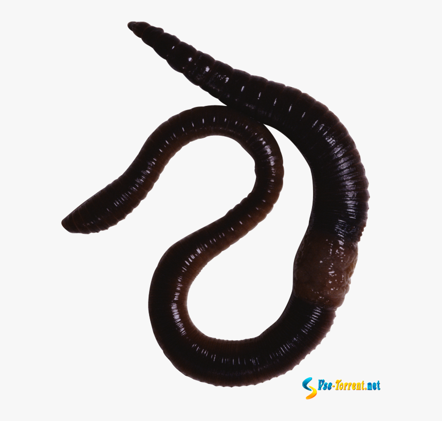 Earthworm Annelid Animal - Animals With Slimy Skin, HD Png Download, Free Download