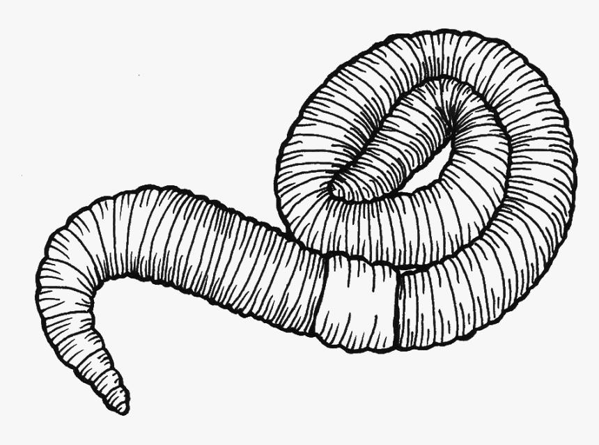 Earthworm Drawing At Getdrawings - Drawing Of An Earthworm, HD Png Download, Free Download