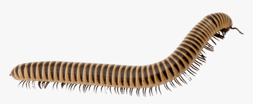 Light Brown Millipede - Millipede Png, Transparent Png, Free Download