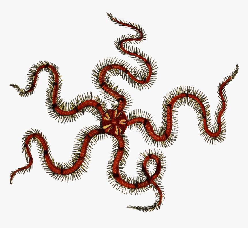 Marine Animal - Brittle Star Transparent Background, HD Png Download, Free Download