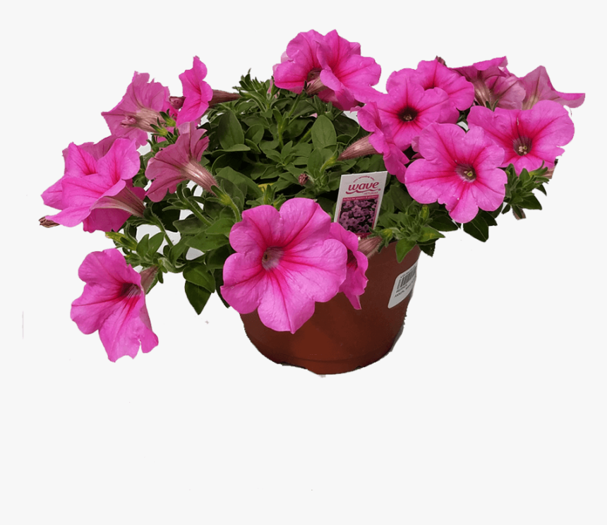 Petunia, HD Png Download, Free Download
