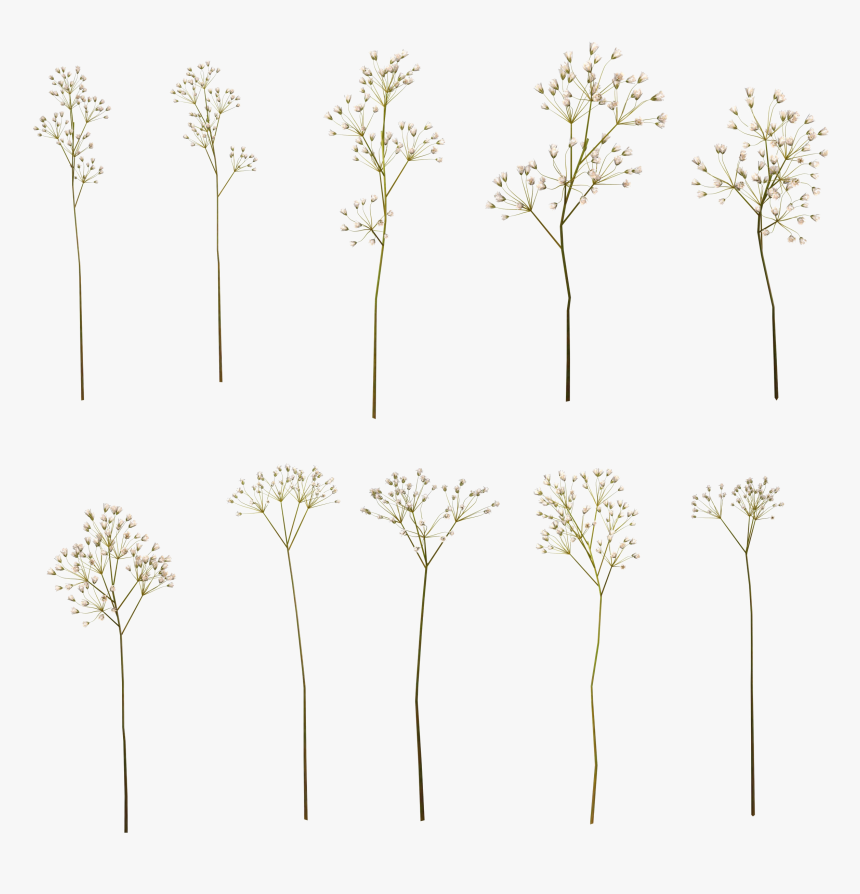 Transparent Baby"s Breath Png - Illustration Baby's Breath Png, Png Download, Free Download