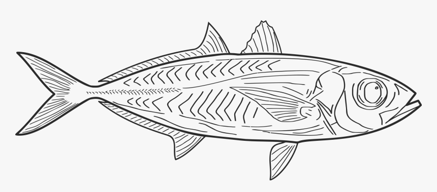 Fish Line Drawing - Vis Tekening, HD Png Download, Free Download