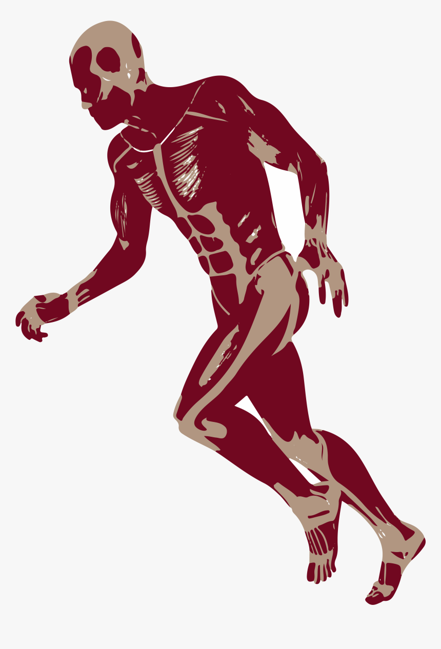 3d Running Man Muscles Anatomy D Png - Running Man 3d Png, Transparent Png, Free Download