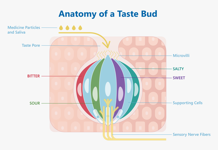 Flavours That Mask Other Flavors Examples Masking Bitter, HD Png Download, Free Download