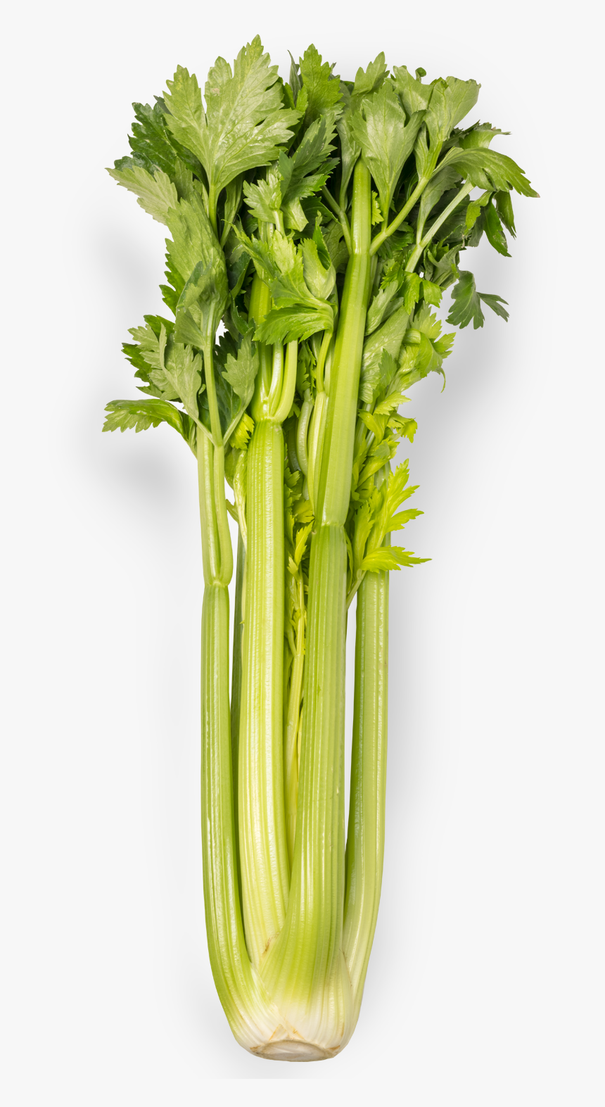 Chicory, HD Png Download, Free Download