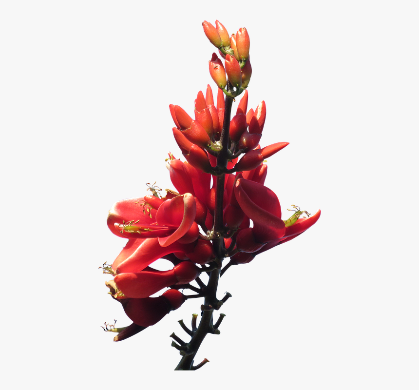 Red, Flower, Australian, Native, Grevillea, Floral - Native Australian Flowers Png, Transparent Png, Free Download