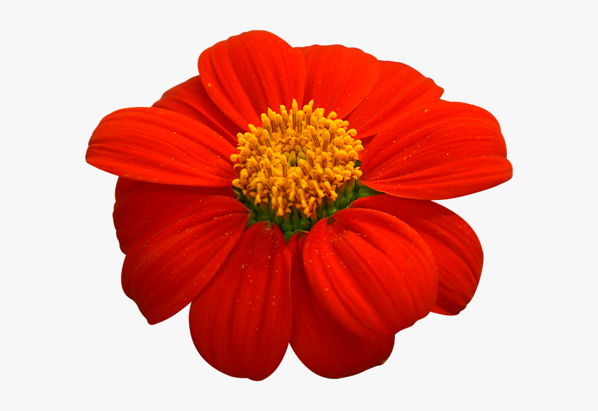 Natural, Tansy, Red Flowers - Natural Flowers Images Png, Transparent Png, Free Download