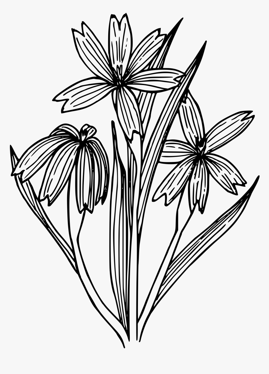 Blue-eyed Grass Clip Arts - Blue Eyed Grass Outline, HD Png Download, Free Download