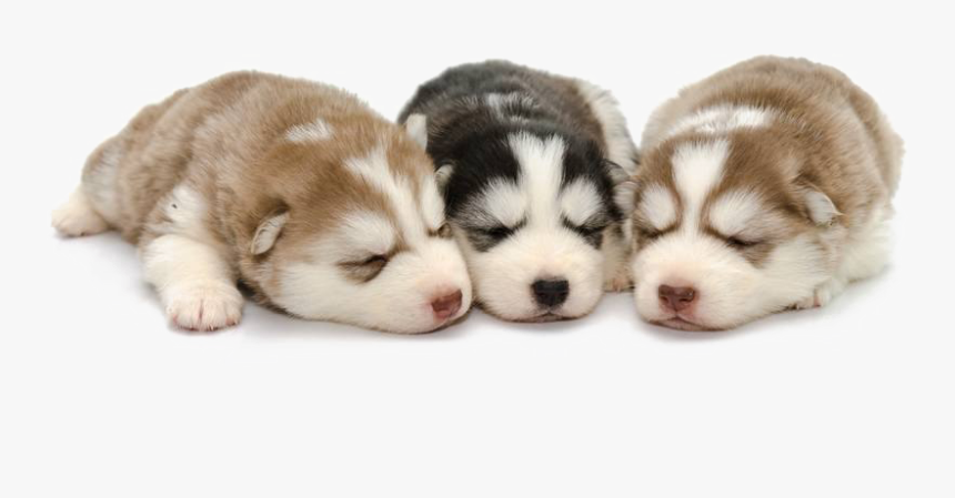 Puppies Transparent - Siberian Husky Puppy Png, Png Download, Free Download