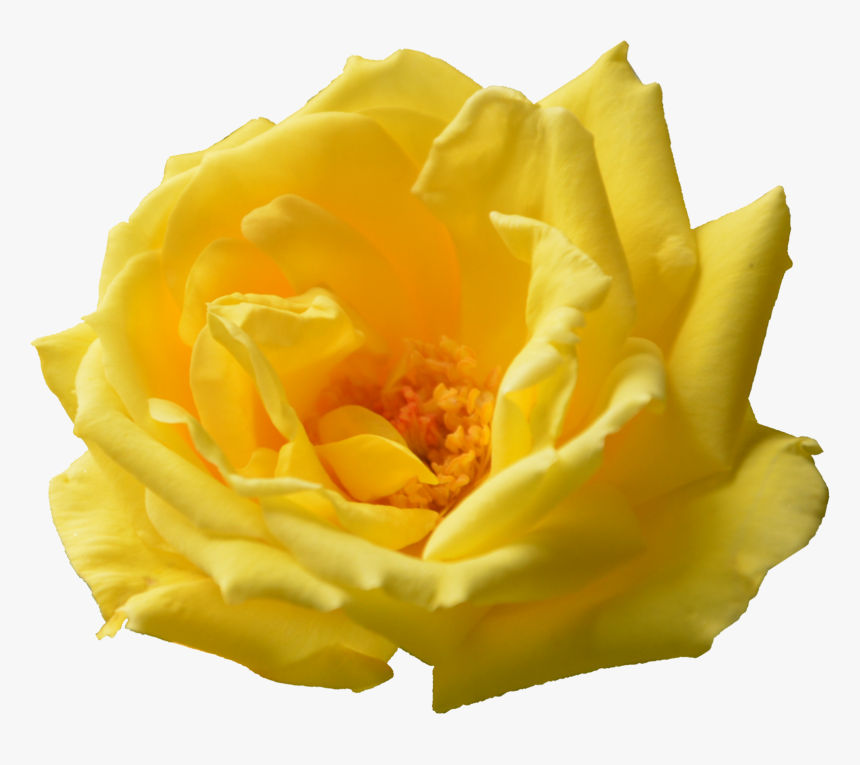 Rose Png Yellow, Transparent Png, Free Download