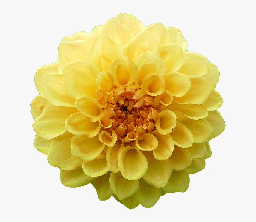 Dahlia, Dahlia Flower, Yellow, Garden, Summer, Flowers - Dahlia Yellow Flower Png, Transparent Png, Free Download