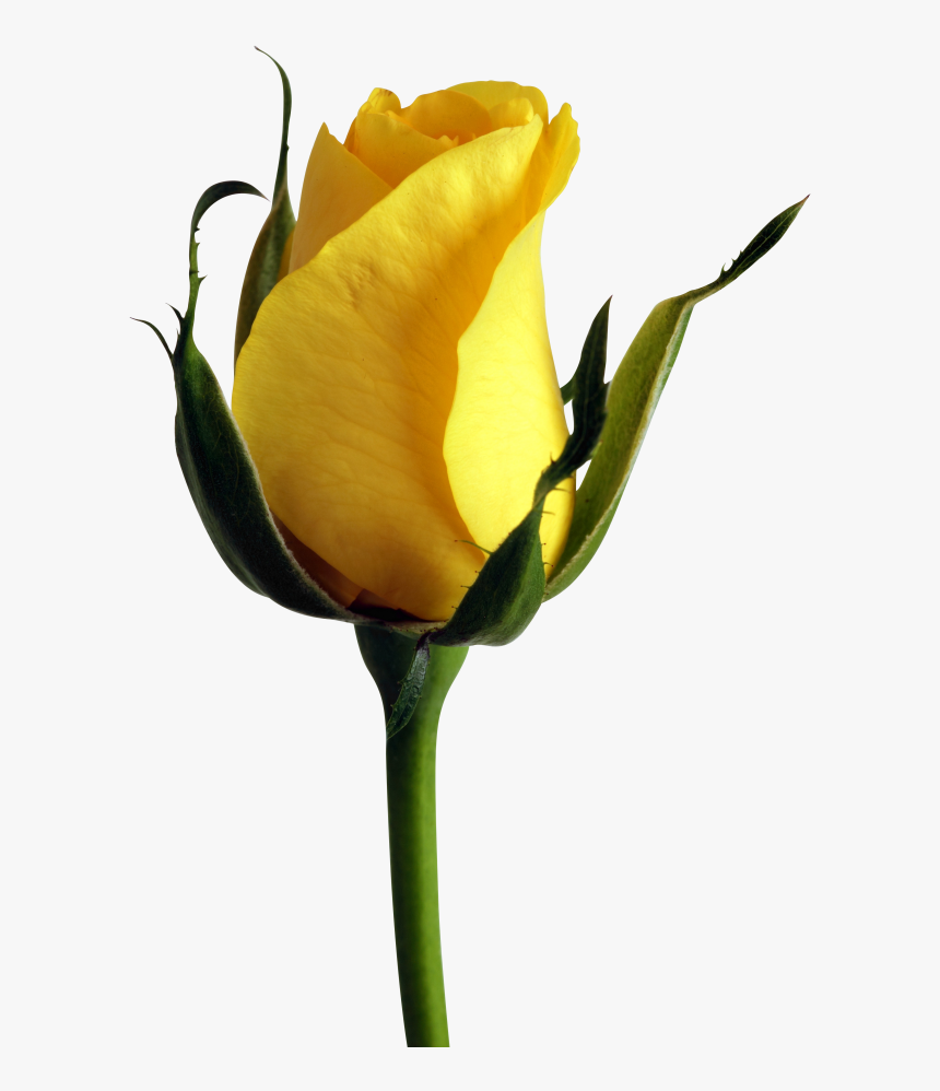 Yellow Rose Png - Hd Yellow Rose Flower, Transparent Png, Free Download