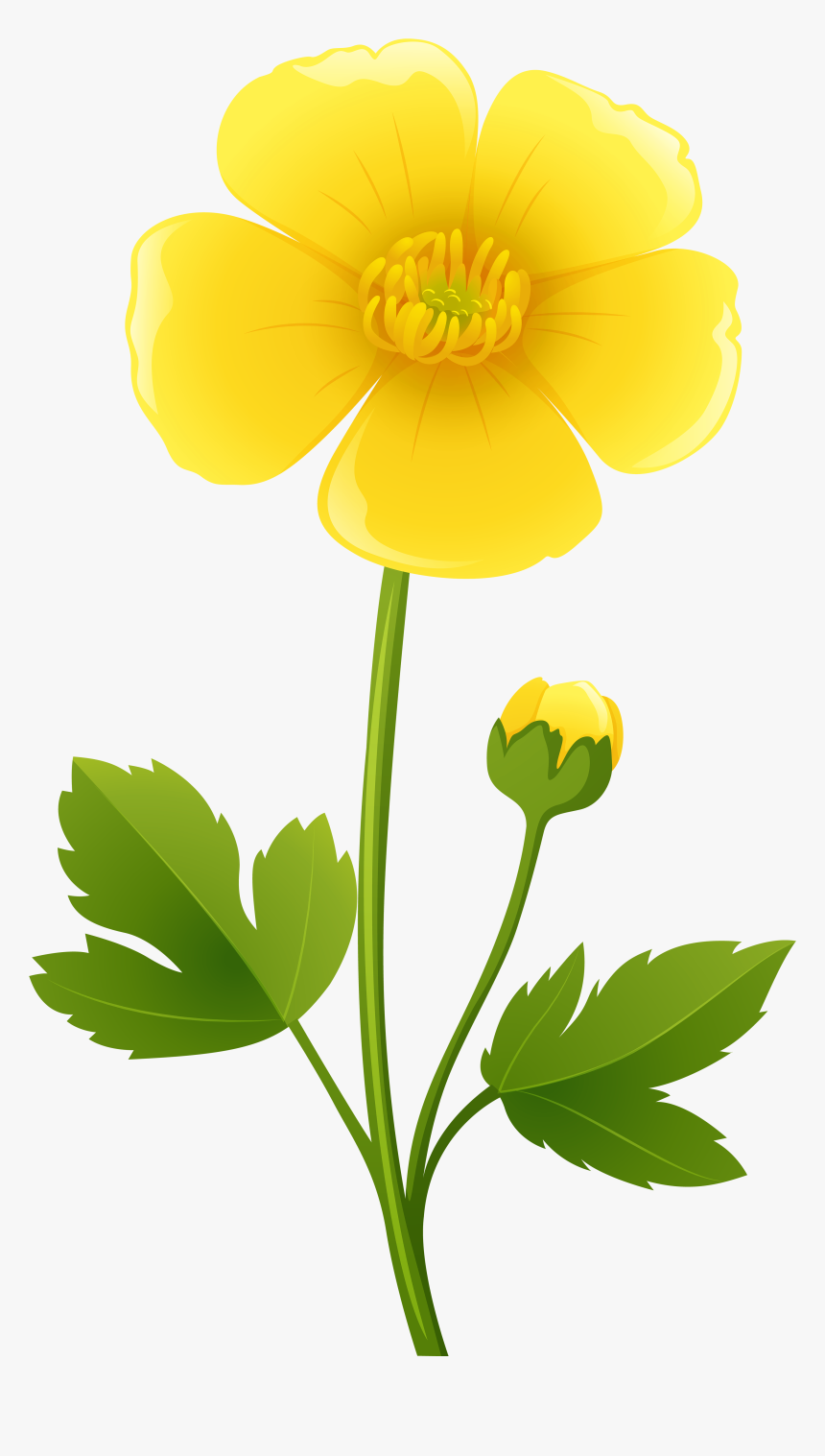 Clipart Freeuse Library California State Flower Clipart - Buttercup Clipart, HD Png Download, Free Download