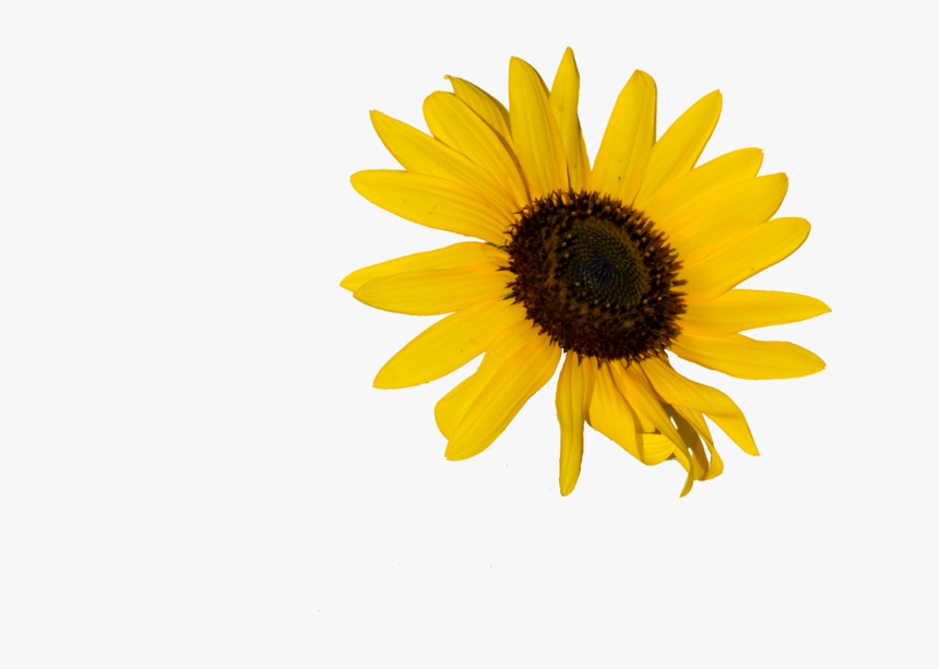 Transparent Doodle Flower Clipart - Sunflower Png, Png Download, Free Download