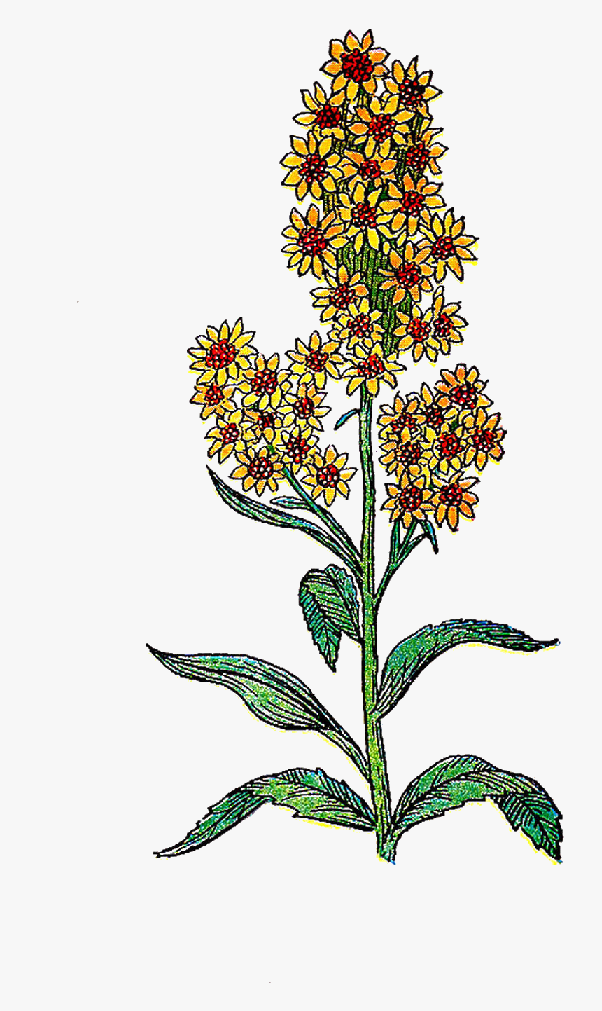 Free Botanical Clip Art, HD Png Download, Free Download