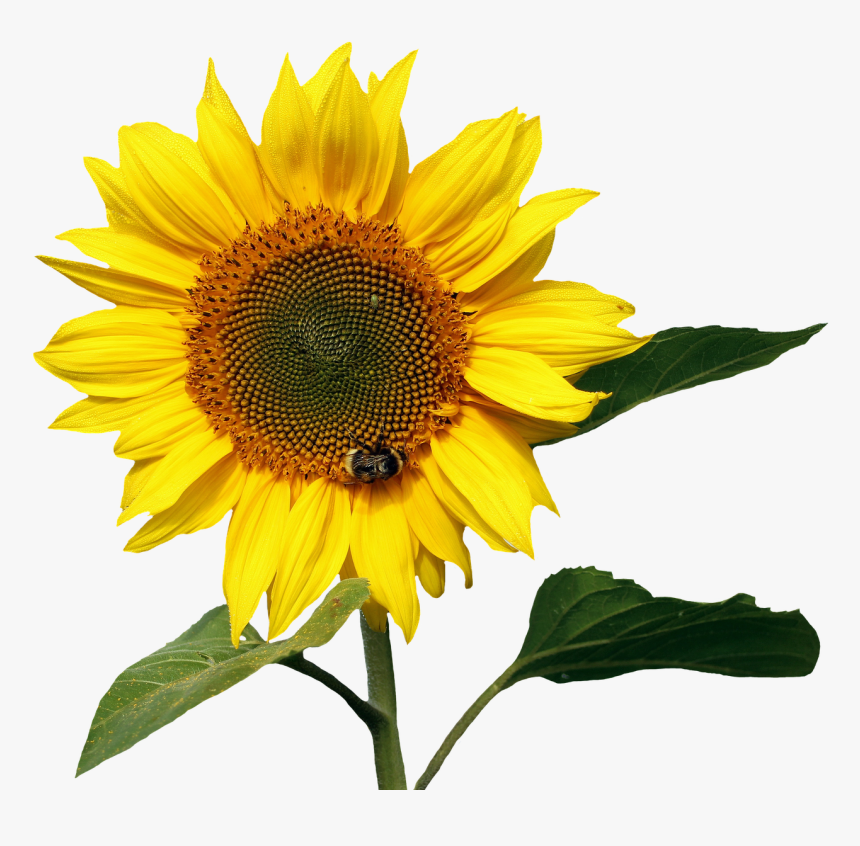 Sonnenblume Png, Transparent Png, Free Download