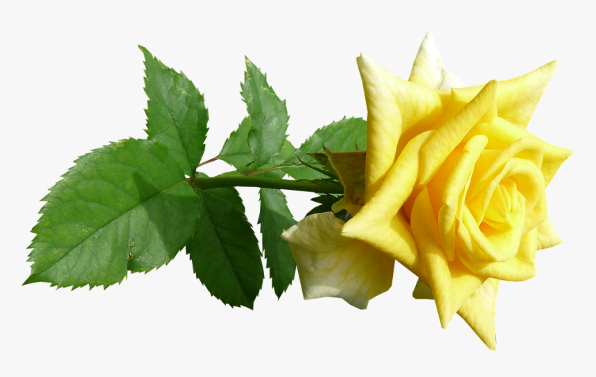 Rose, Flower, Stem, Yellow - Yellow Rose Flower Png, Transparent Png, Free Download