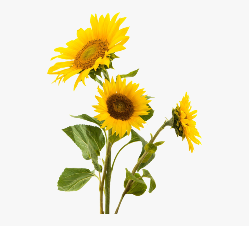 Flower, Png, And Sunflower Image - Sunflower Png, Transparent Png, Free Download