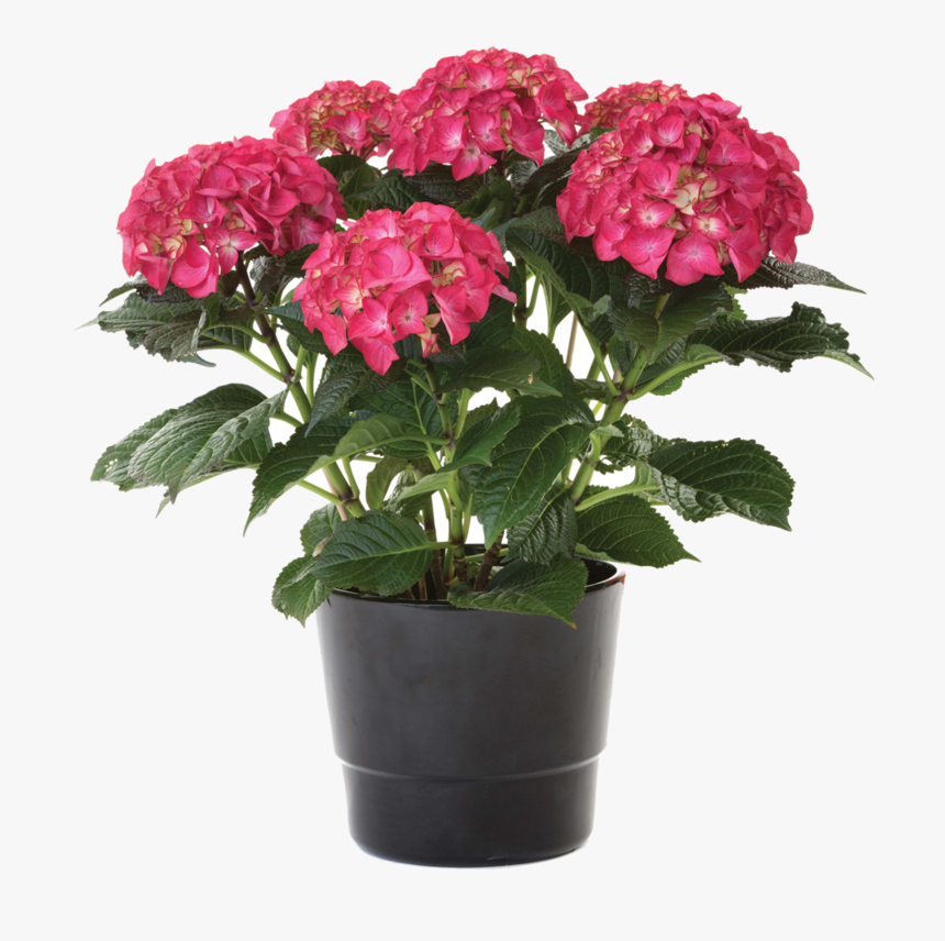 Pink Hydrangea In Pot, HD Png Download, Free Download