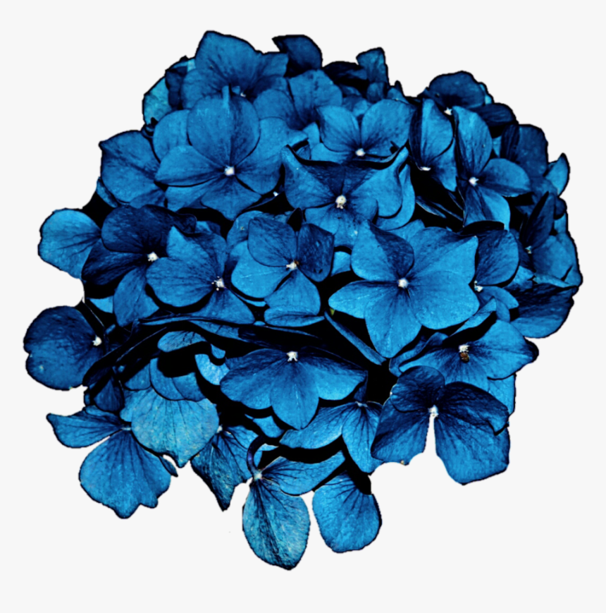Cliparts For Free Download Hydrangea Clipart Hydrangea, HD Png Download, Free Download