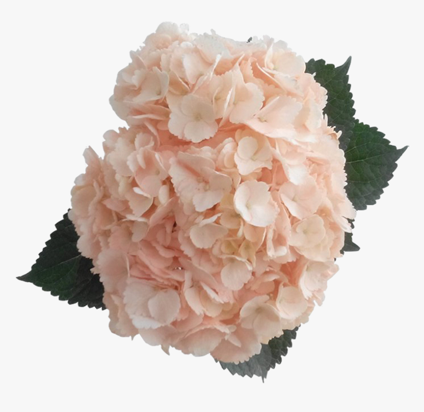 Peach Hydrangea Flower Png, Transparent Png, Free Download