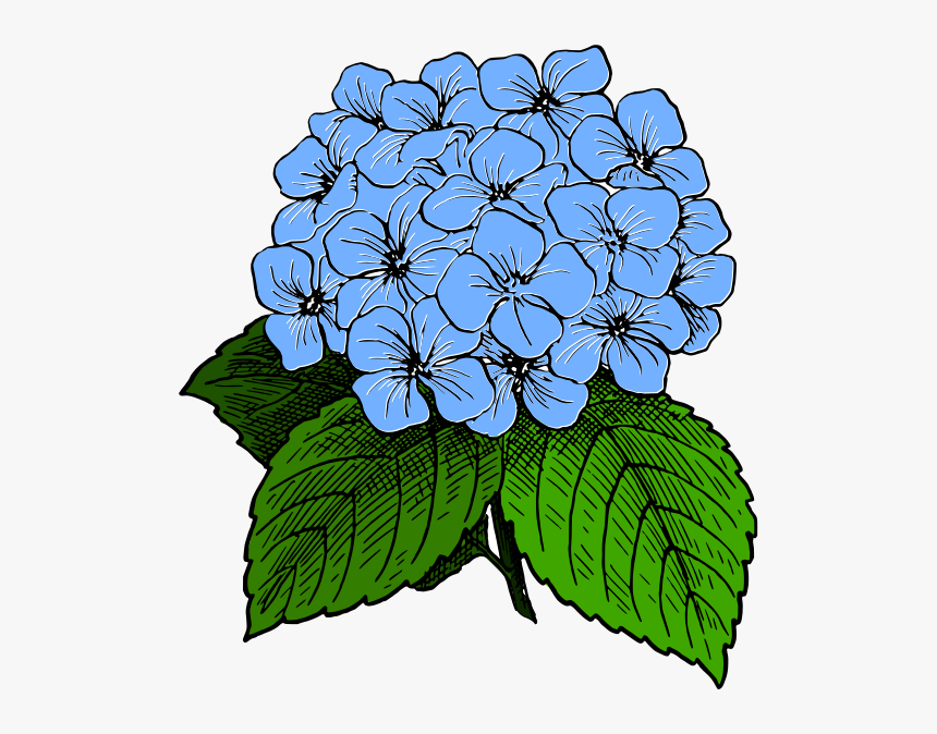 Collection Of Free Hydrangea Drawing Minimalist Download - Hydrangea Clipart Black And White, HD Png Download, Free Download